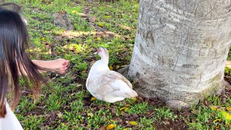A girl gently approaches a duck resting by a tree in a sunlit grassy area, creating a serene and playful atmosphere