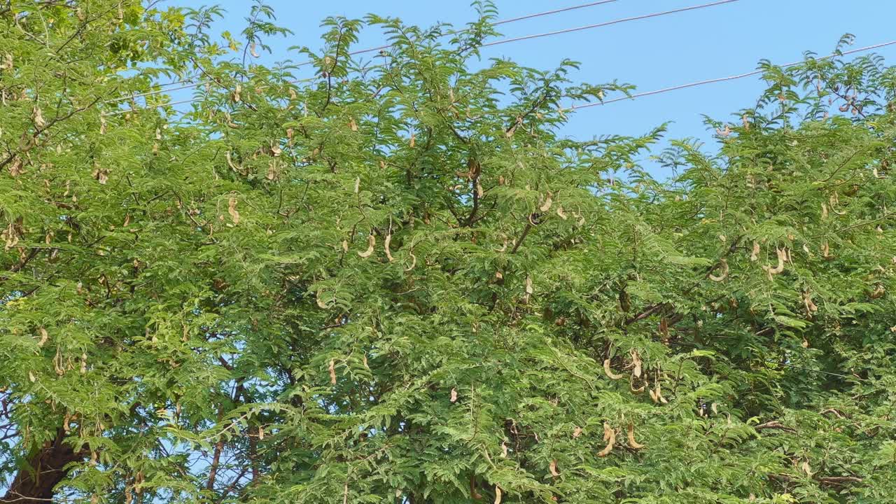 Wide panning view of a tamarind tree filled with hanging pods, its dense green foliage moving gently under clear blue sky, capturing calm rural nature