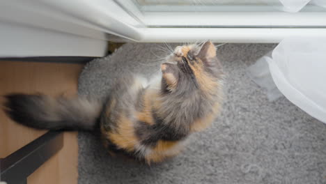 Cat-Looking-Looking-Out-Through-Glass-Door-at-The-Street-Sitting-Locked-Indoors-Top-View