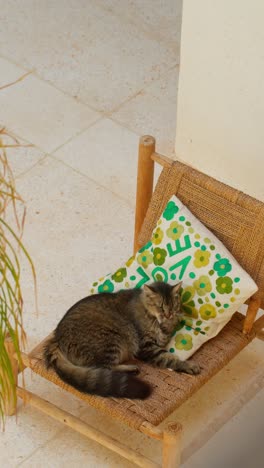cat lounging on a chair in marrakesh. relaxed, peaceful outdoor setting