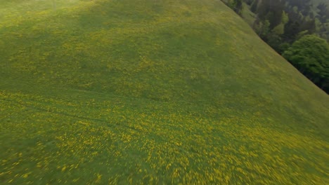 green hill in switzerland with a field of yellow flowers, aerial fpv view