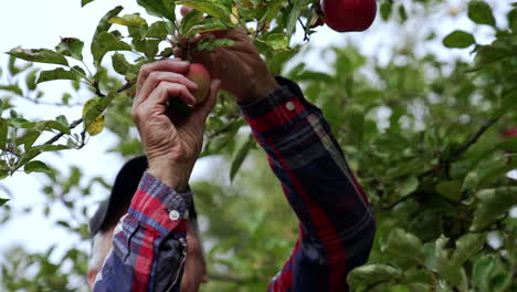 Elderly Man Picking Apples