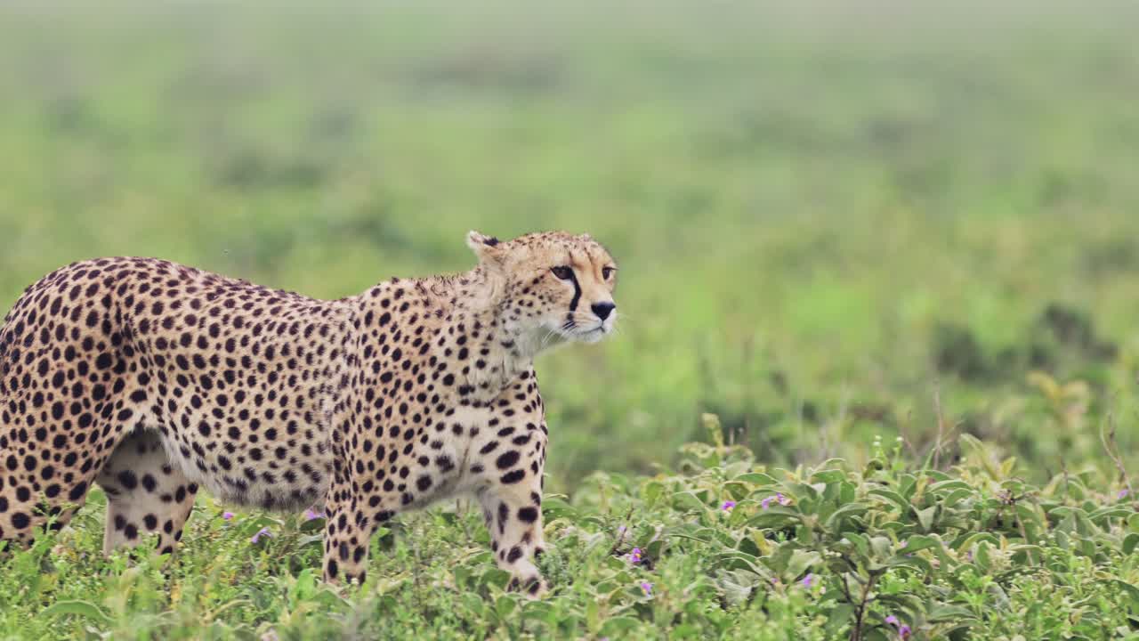 cheetah en cámara lenta caminando de cerca en el parque nacional del serengeti, panorámica con detalle de la cabeza de los cheetah en movimiento en tanzania en áfrica en safari de vida silvestre africano animales de juego