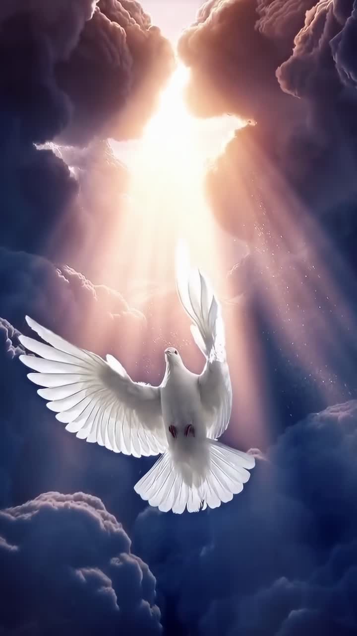 Una colomba si libra verso l'alto verso una luce celestiale, ripresa dal basso, evocando una scena video serena.