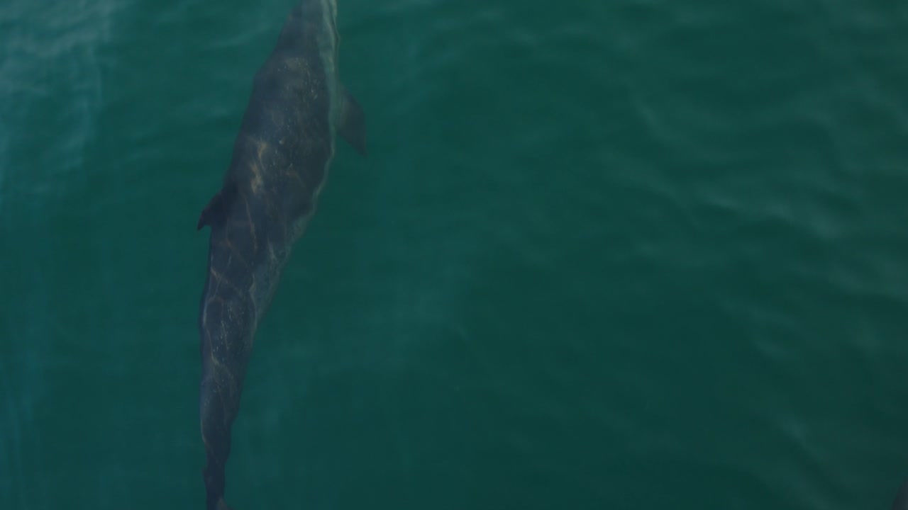 Dolphin swimming in clear turquoise waters near Piura, Peru, spotted dolphin