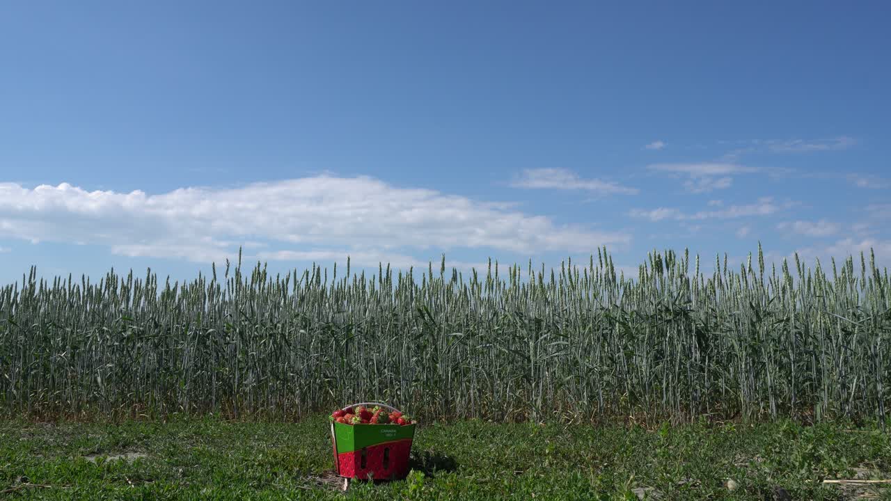 una canasta de fresas sola en la hierba con un campo de trigo detrás