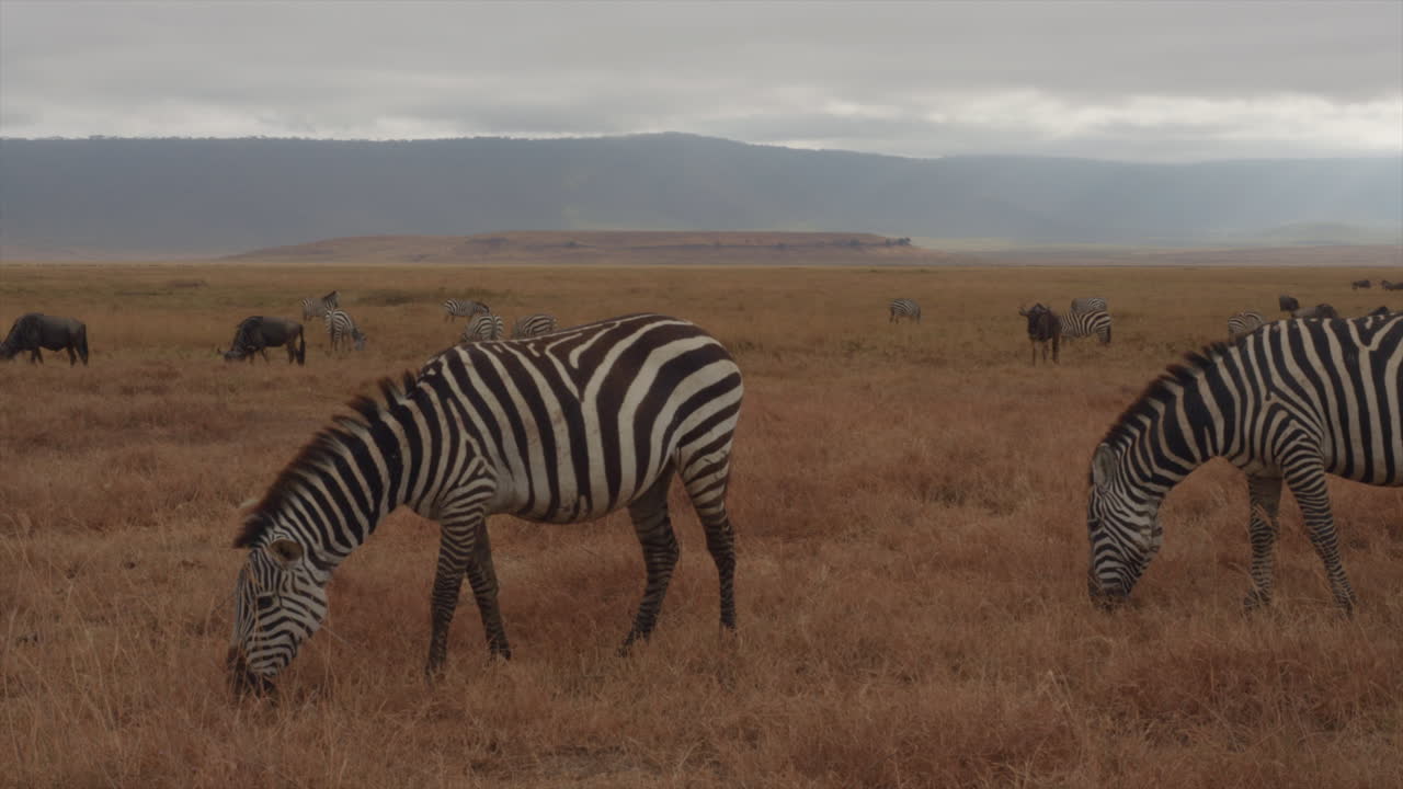 Una coppia di zebre ha abbondante pascolo nel cratere di Ngorongoro, Tanzania