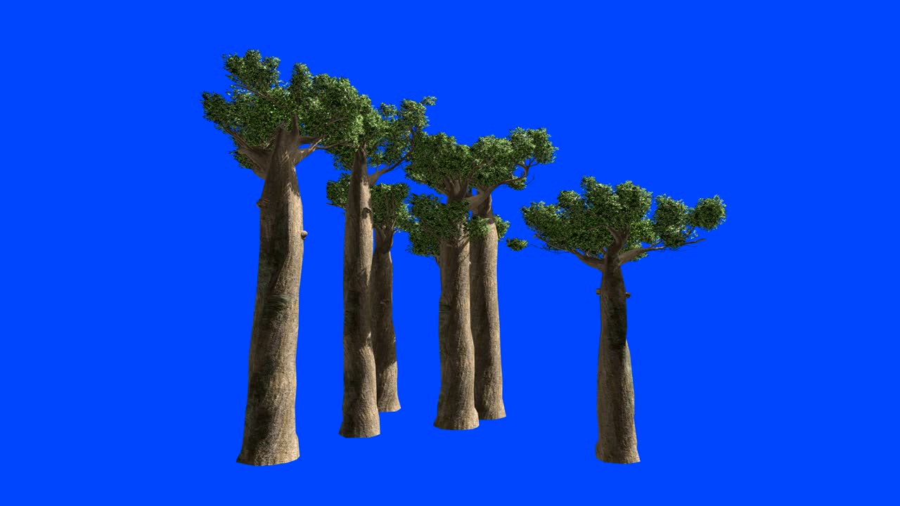 Trees of Baobab in Madagascar on the wind. Blue screen alpha.
