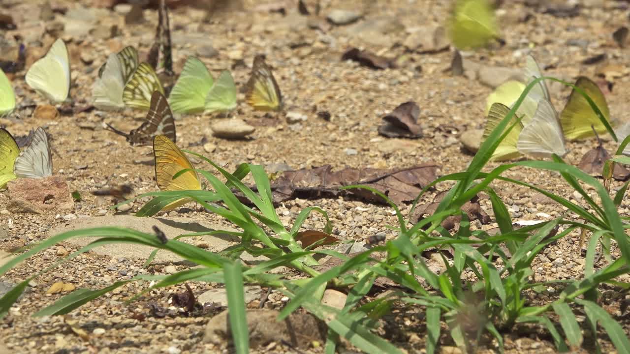 Pan left of colorful butterflies resting on sandy ground surrounded by green grass and dry leaves in forest area of Canada during sunny day, capturing calm natural scene with gentle movement