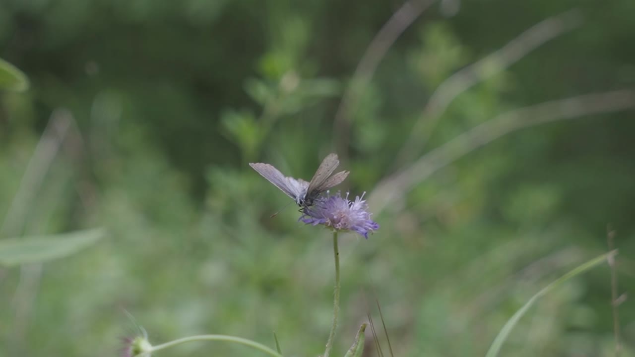 wild blue butterfly on Sheeps Bit flower in the rural outskirts of Greece near Kouiassa Waterfalls