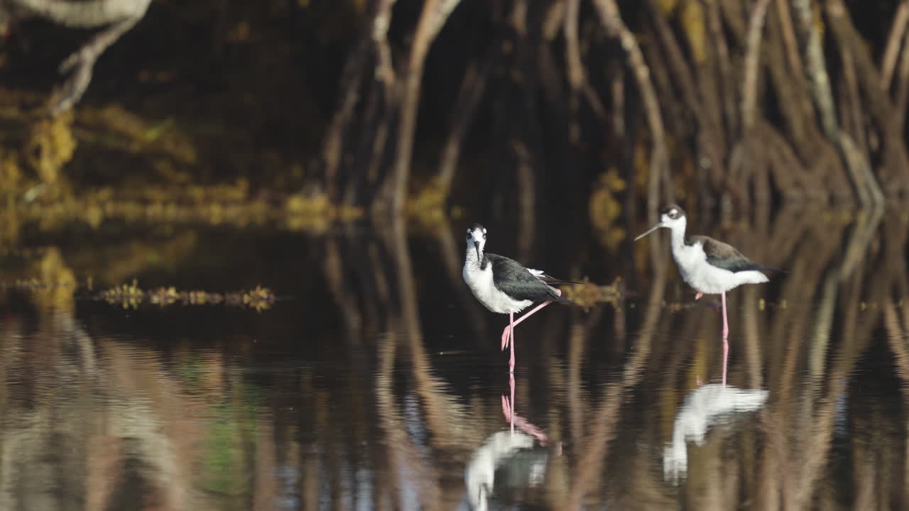Black Necked Stilts Preening Feathers in Water by Mangroves with Seaweed 2