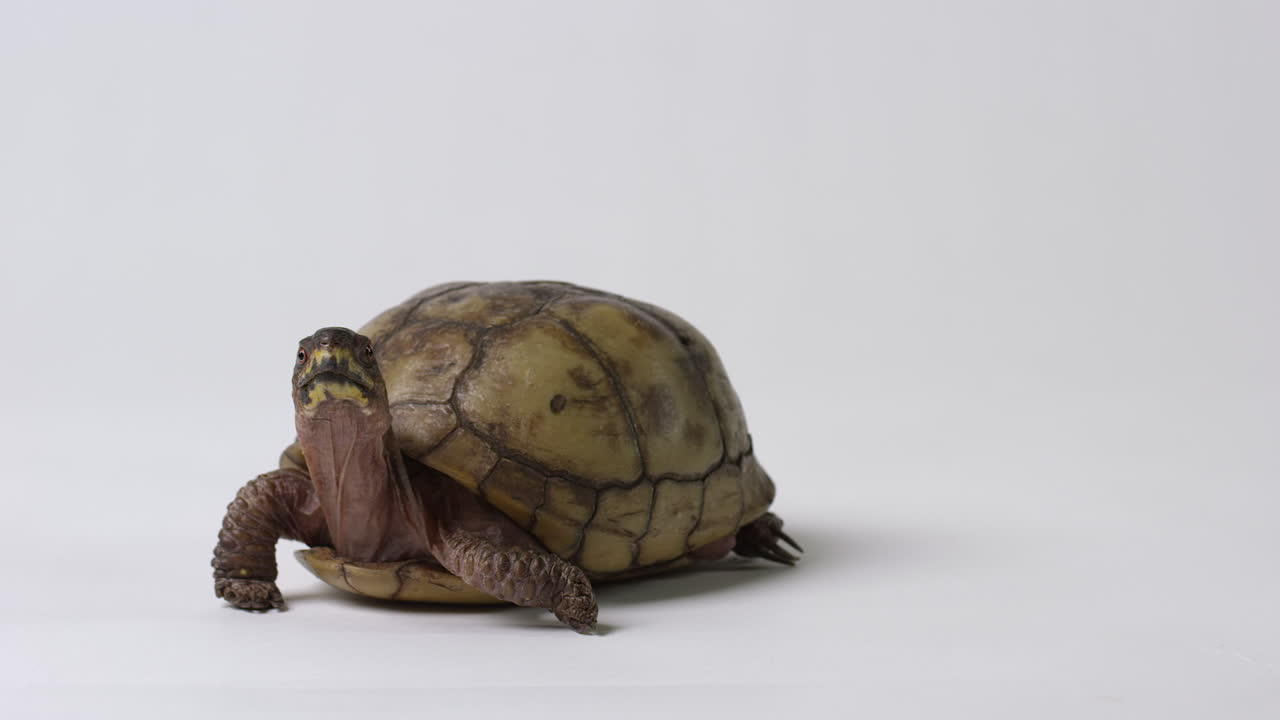 Common box turtle turns neck to look at camera - white background - copy space screen right