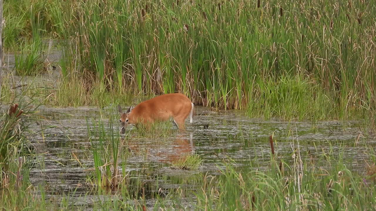 joven ciervo bambi en un pantano de agua bebiendo y comiendo