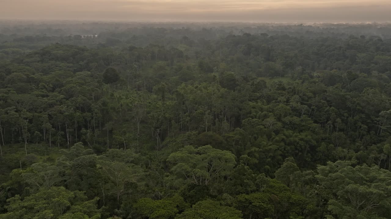 Immerse yourself in the stunning beauty and incredible biodiversity of the Amazon Rainforest in Ecuador with this captivating footage.