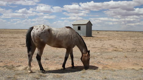 white spotted horse in the south australia desert eats shrubbery