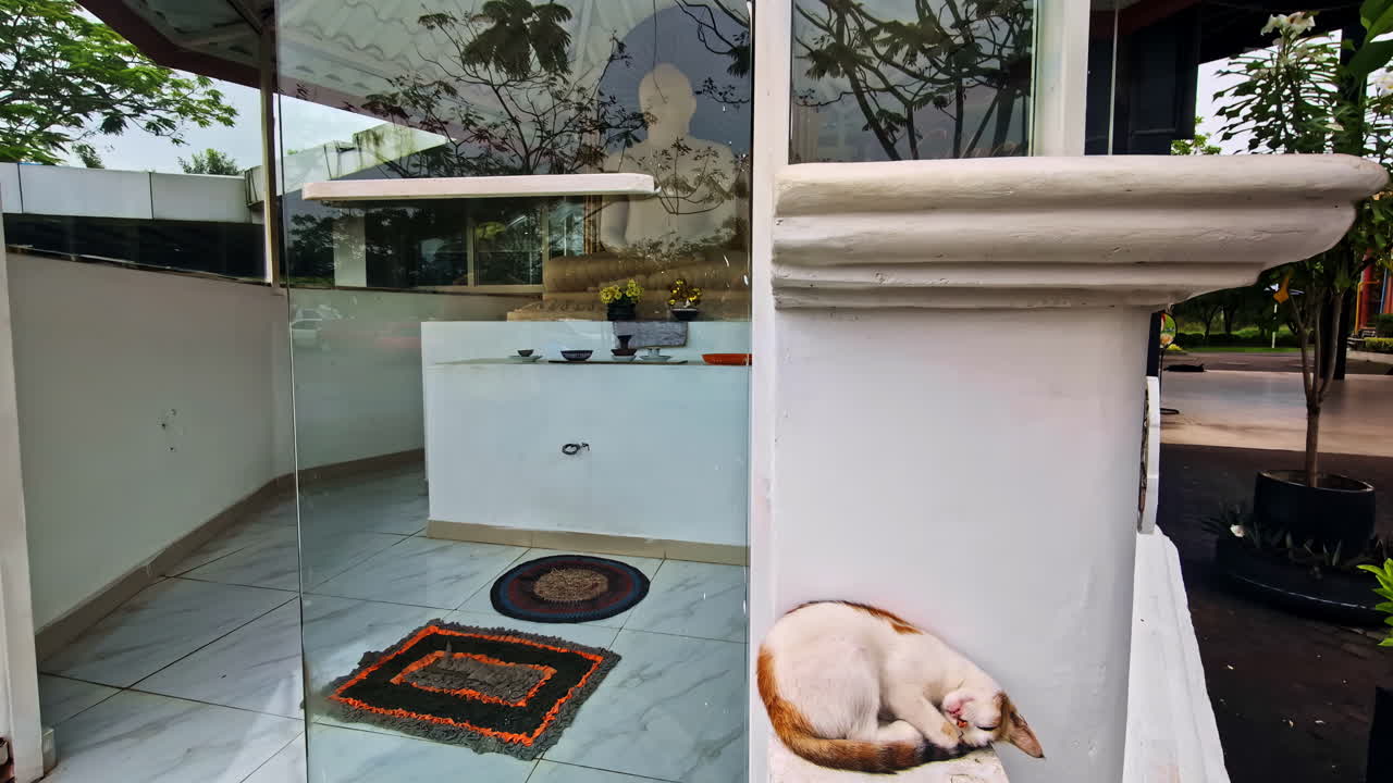 Cozy cat naps outside a glass-walled building, serene and peaceful