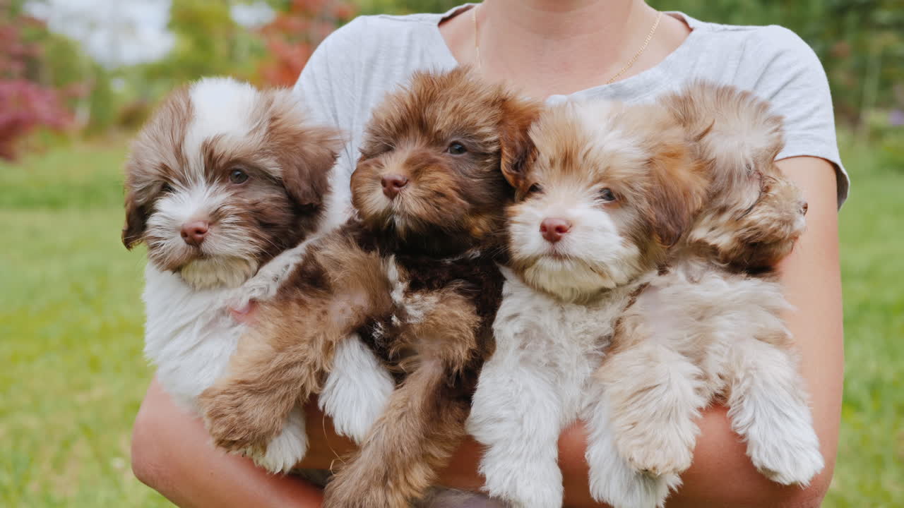 네 마리의 작은 강아지를 안고 있는 여자