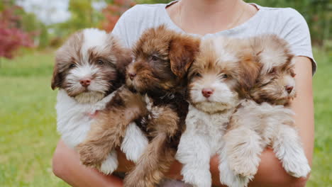 Woman-Holding-Four-Small-Puppies-