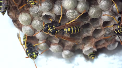 Wespennest-Mit-Brut,-Die-Sich-In-Verschlossenen-Sechseckigen-Zellen-Entwickelt,-Und-Insekten,-Die-Auf-Dem-Nest-Sitzen