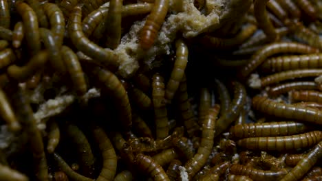 the mealworm is a species of darkling beetle used to feed pets like fish, snakes, birds, and frogs