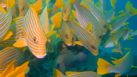 a group of oriental sweetlips fish really close to the camera