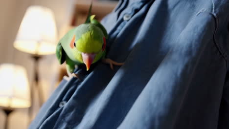 parrot on a person's shoulder in a living room