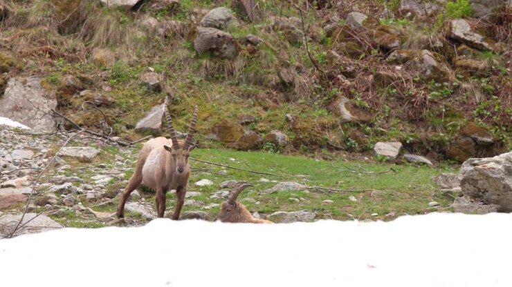 Uno stambecco alpino attraversa un pendio montano roccioso e innevato in un'ampia inquadratura laterale.