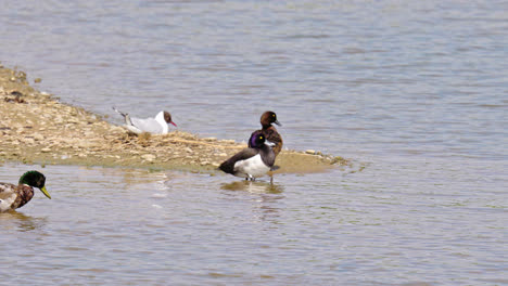 Wildenten-Stockentenmännchen,-Weibchen-Am-Seeufer-In-Den-Sumpfgebieten-Von-Lincolnshire