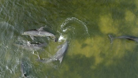 dron disparó a delfines nariz de botella nadando y jugando en la costa de américa