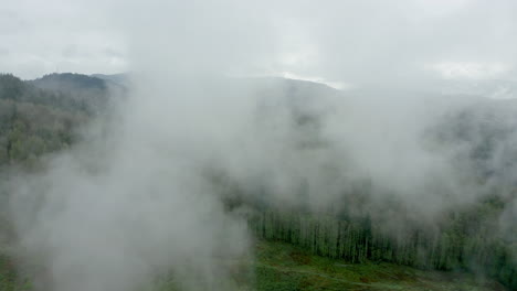 thick dense fog lays low over the evergreen forest