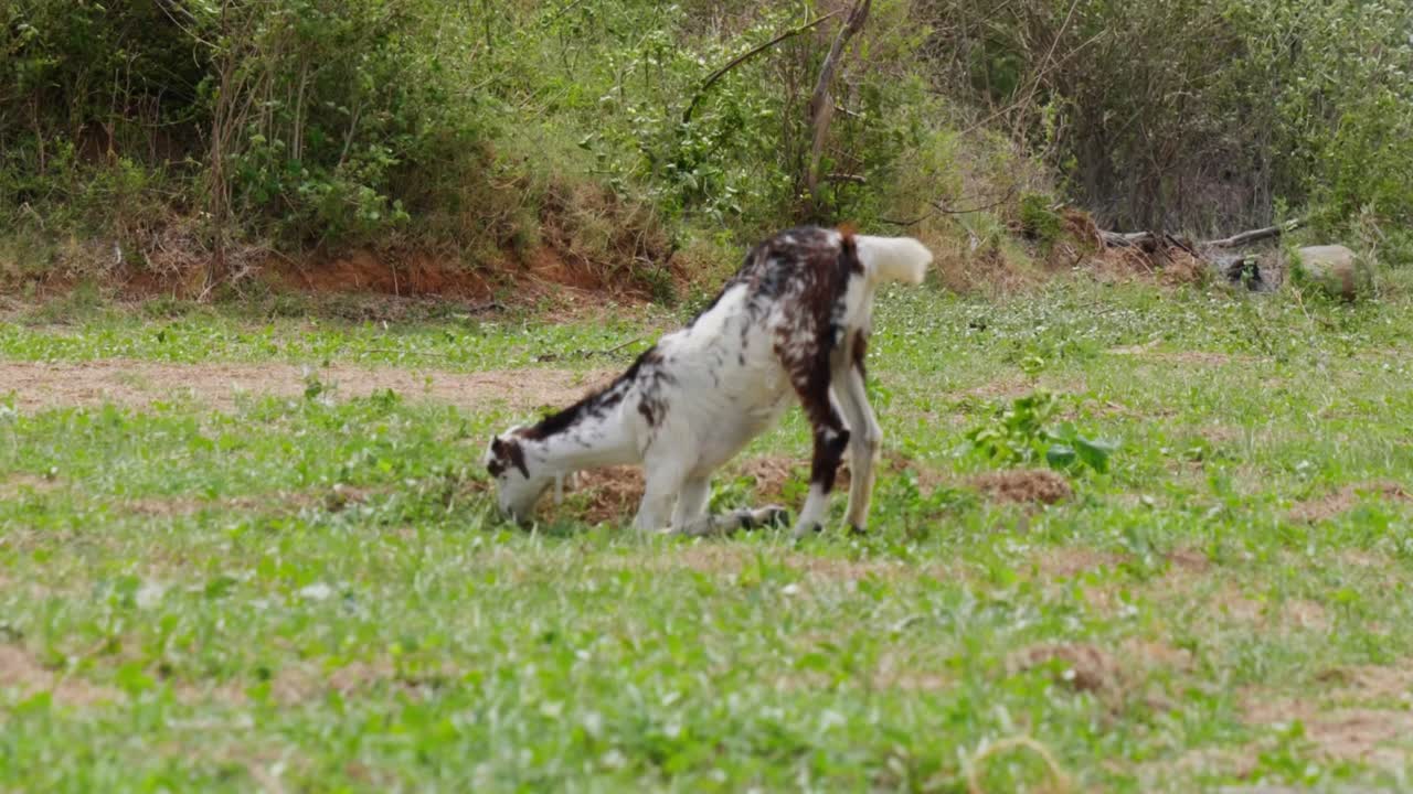 white goat eating grass at telangana, india. day time, stable shot, 4k.