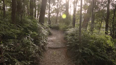 hand held footage of purlingbrook falls walk, springbrook national park, gold coast hinterland, queensland, australia