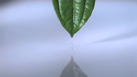 Tropfen-Auf-Einem-Blatt-In-Superzeitlupe