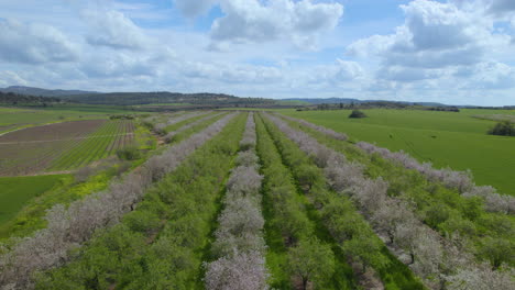 Vuelo-A-Baja-Altitud-Sobre-Almendros-En-Flor,-Un-Día-Nublado-De-Primavera-Con-Colores-Vibrantes