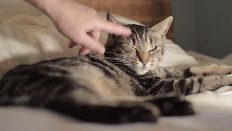 young striped tabby cat enjoying attention from owner medium shot