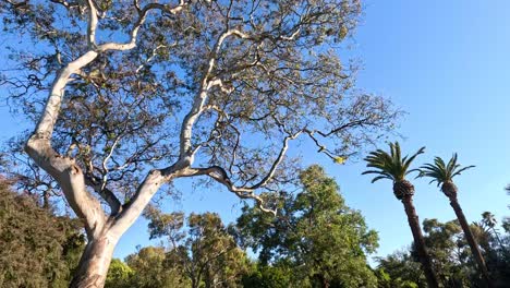 trees moving gently in the breeze