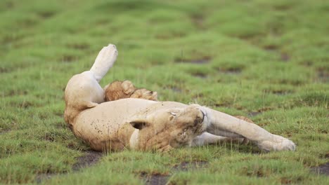 lion cubs suckling on mother lioness in serengeti national park in tanzania in africa, young baby lions cub feeding via suckle for milk on african wildlife safari animals, amazing animal behaviour