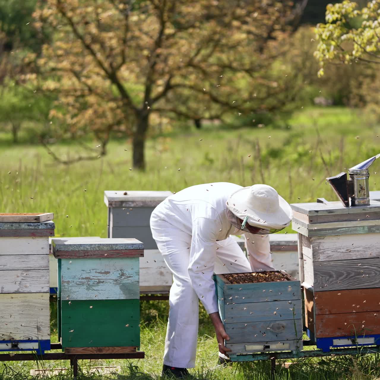 Replacing a heavy wooden beehive in the rural apiary. Beekeeper in white clothes taking care of his farm. Lots of bees swarming around