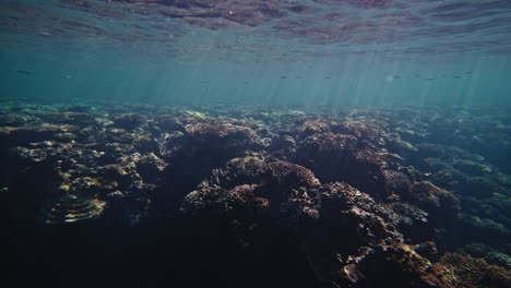 sun rays shine across complex underwater texture from reef in australia