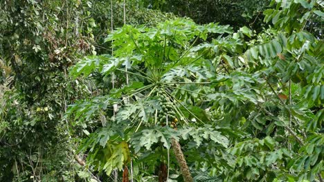 Birds-flying-around-fruit-tree-tropical-forest-jungle