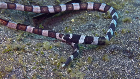 underwater shot of banded snake eel outside of burrow crawling over sandy bottom