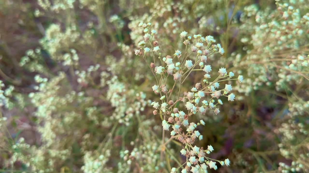 Closeup of Parthenium hysterophorus or Santa Maria feverfew, whitetop weed, and famine weed. In India, it is locally known as carrot grass, congress grass or gajar ghas or dhanura.
