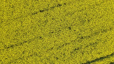 imágenes aéreas de un enorme campo de colza visto desde arriba