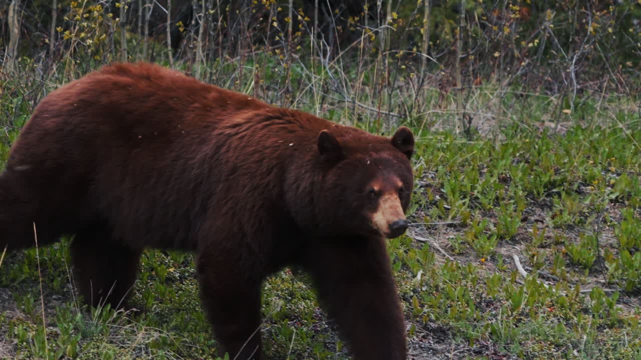 oso pardo pardo vagando en el paisaje rural cerca de carcross en yukon, canadá