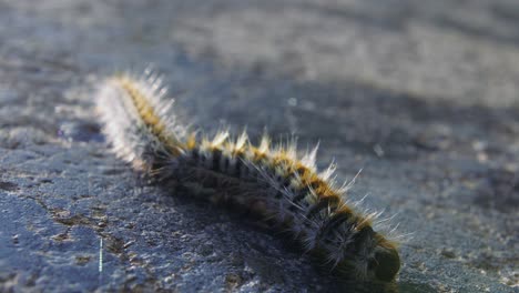 macro view of tiny fuzzy caterpillar and curls around with pink appendages with one worm behind