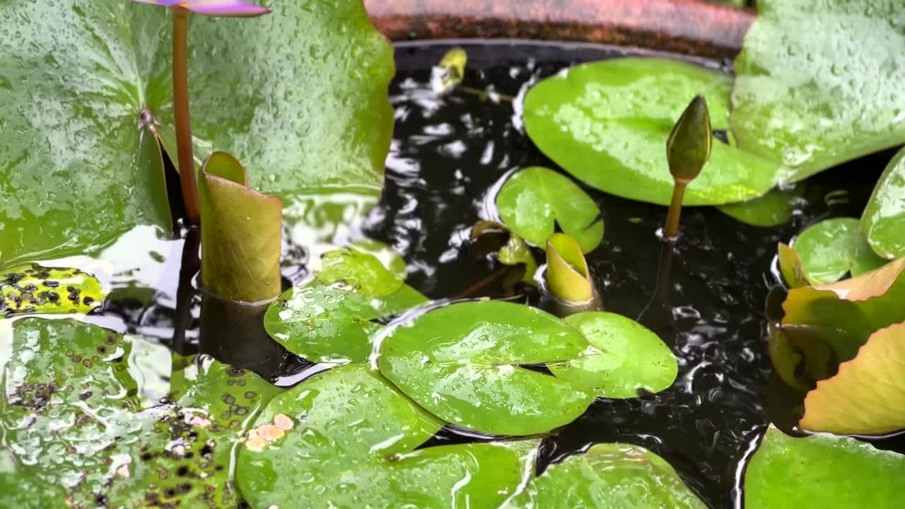 flor de loto púrpura