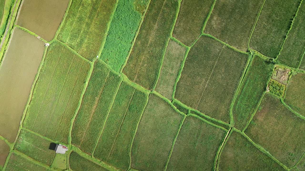 plantación de arrozales en el paisaje rural de bali, indonesia
