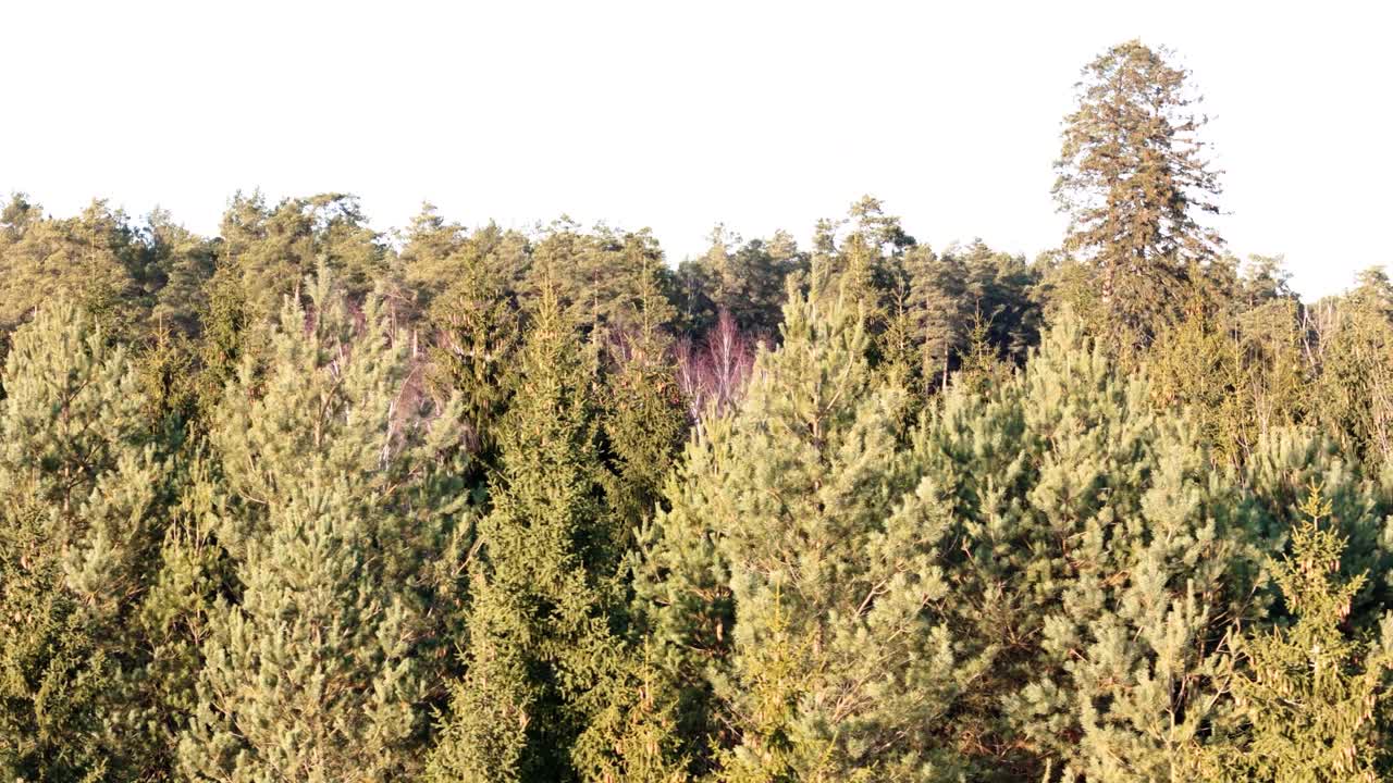 Foresta ecologica illuminata dalla luce del sole, vista aerea orbitale