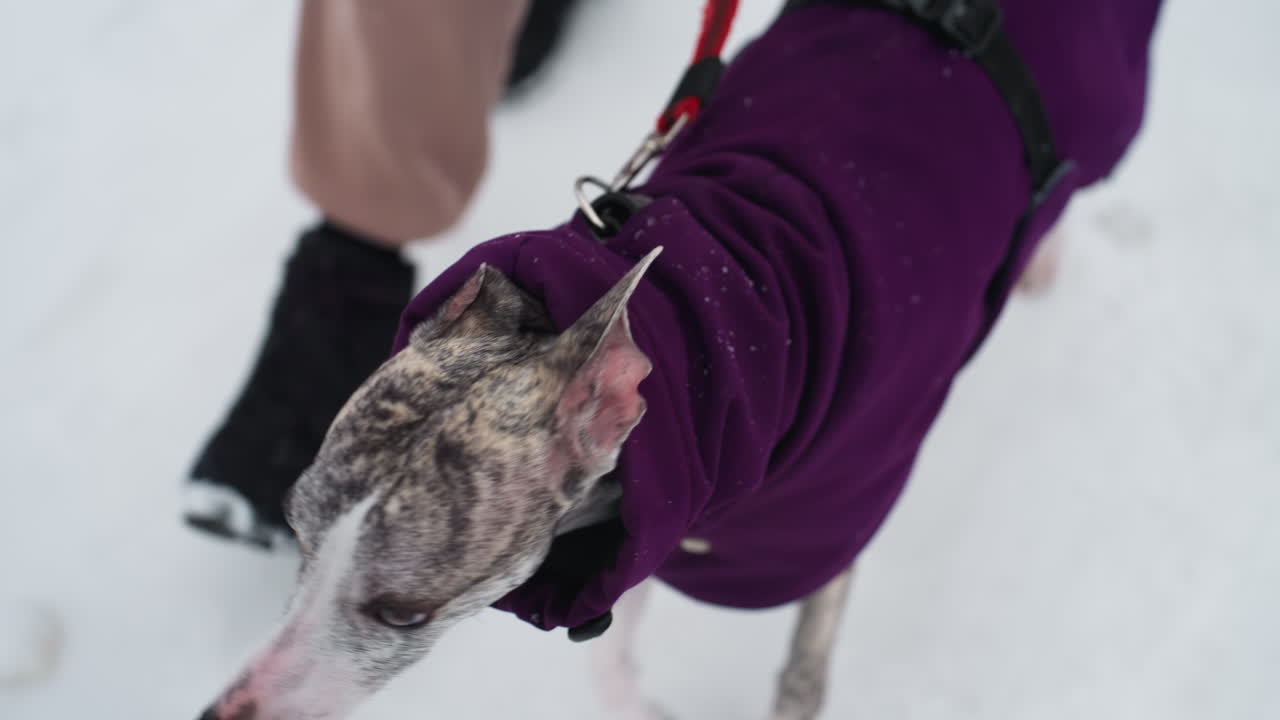 Dog owner walking dog in purple coat during winter, close-up of dog s head and upper body, visible leash, snow-covered ground, boots and pants of person partially seen, showing motion outdoors