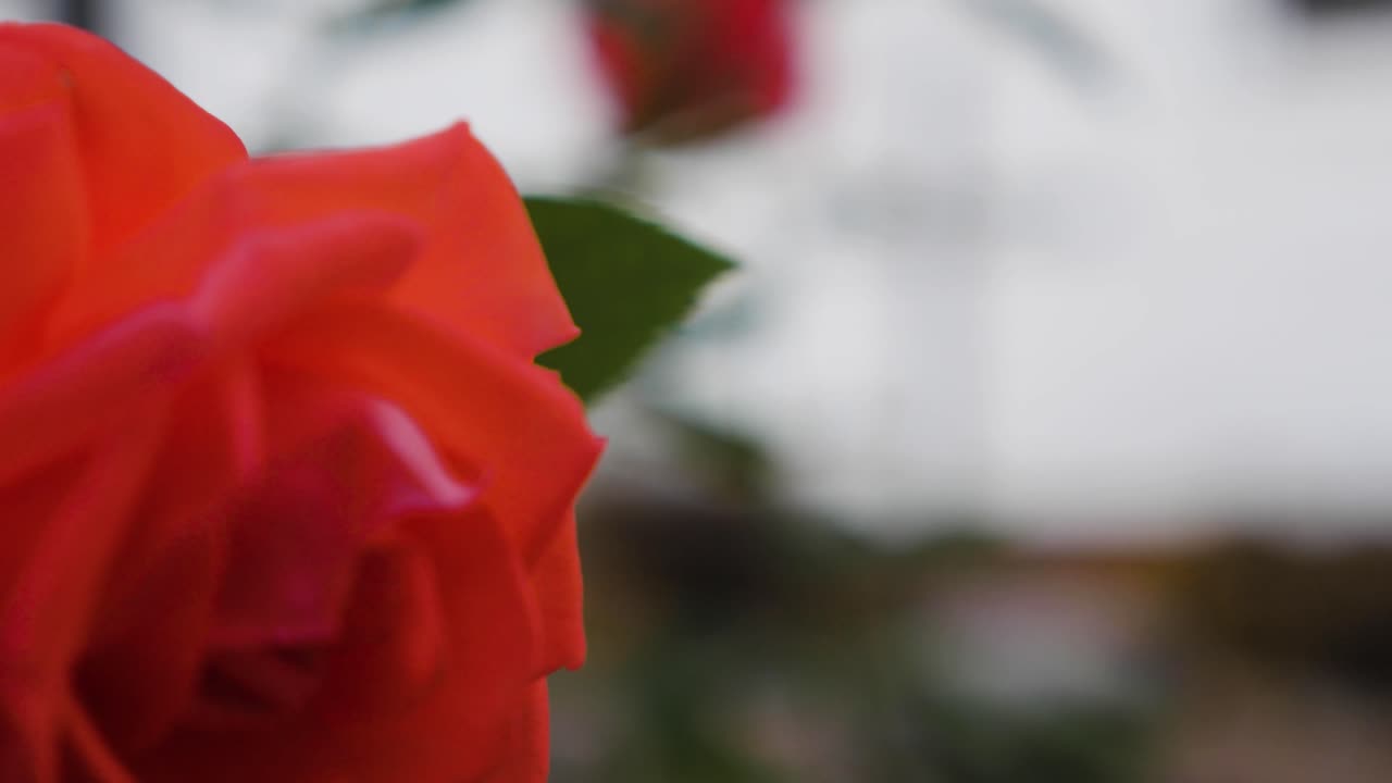 Rack focus from Christian Cross to red rose